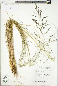 Eragrostis curvula image