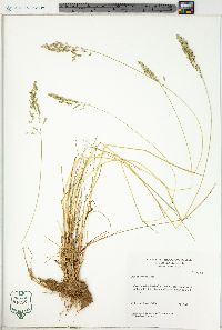 Poa sylvestris image