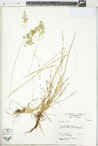 Poa sylvestris image