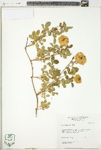 Rosa wichuraiana image