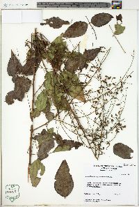 Desmodium laevigatum image