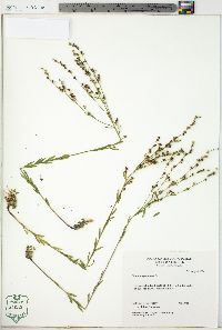 Linum virginianum image