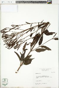 Verbena hastata image