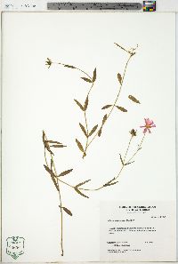Sabatia dodecandra image
