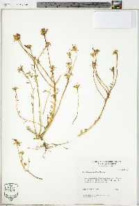 Portulaca grandiflora image