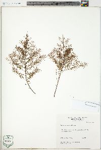 Lechea racemulosa image