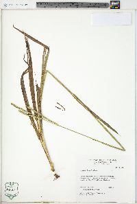 Paspalum laeve image