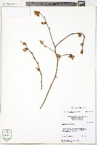 Vaccinium fuscatum image