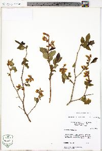 Vaccinium formosum image