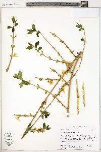 Forsythia suspensa image