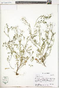 Cardamine flexuosa image
