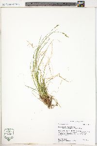 Carex albicans var. emmonsii image