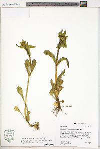 Valerianella chenopodiifolia image