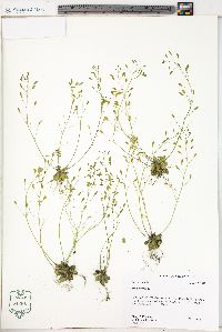 Draba verna image