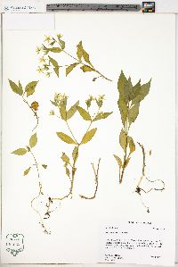Stellaria corei image