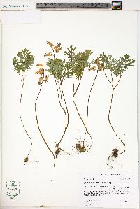 Dicentra canadensis image
