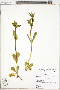 Valerianella chenopodiifolia image