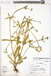 Valerianella umbilicata image