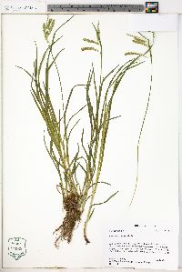 Carex prasina image