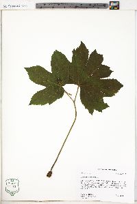 Hydrastis canadensis image