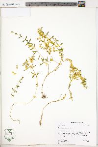 Sedum sarmentosum image