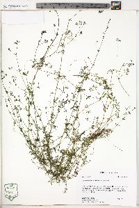 Galium obtusum image
