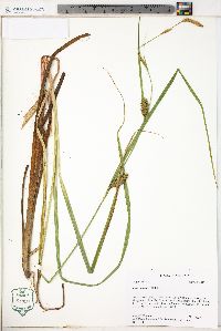 Carex lacustris image