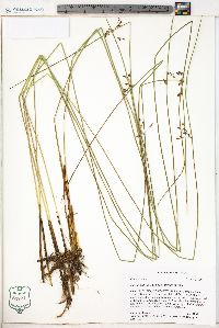 Juncus balticus subsp. littoralis image