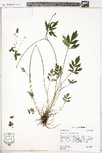 Ranunculus caricetorum image