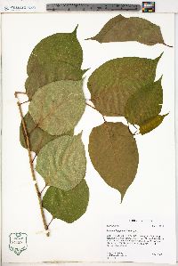Reynoutria japonica image