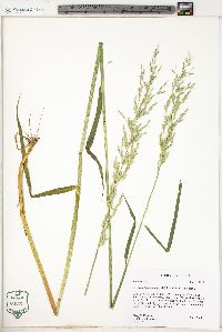 Arrhenatherum elatius image