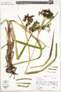 Scirpus expansus image