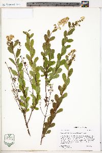 Spiraea alba var. latifolia image