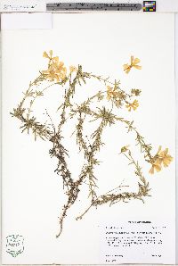 Phlox nivalis subsp. hentzii image