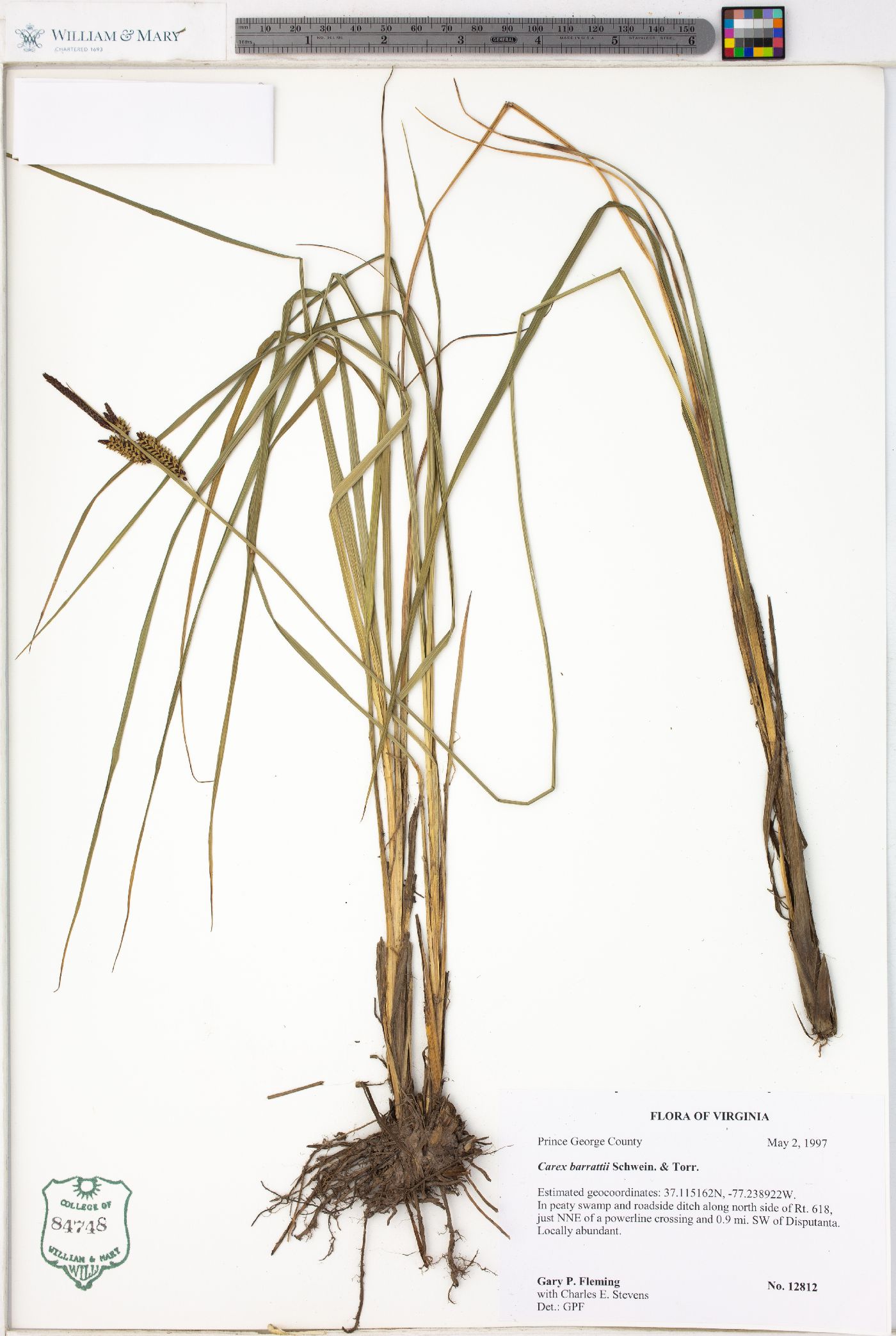 Carex barrattii image