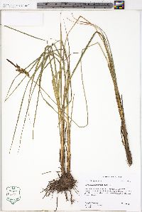 Carex barrattii image