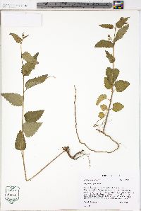 Tragia urticifolia image