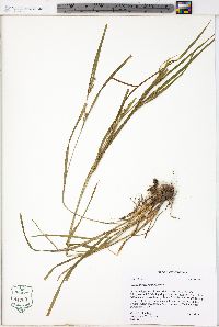 Carex hitchcockiana image