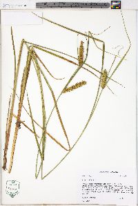 Carex vesicaria image