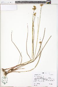 Juncus brachycarpus image