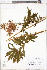 Filipendula rubra image