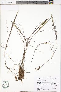 Paspalum dissectum image