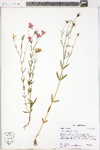 Sabatia campanulata image