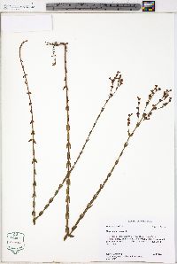 Hypericum setosum image