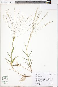 Gymnopogon brevifolius image