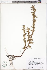 Ludwigia ravenii image