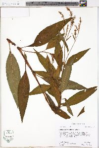 Persicaria glabra image