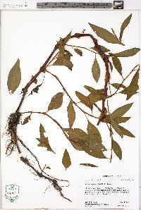 Persicaria glabra image