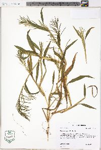 Paspalum repens image