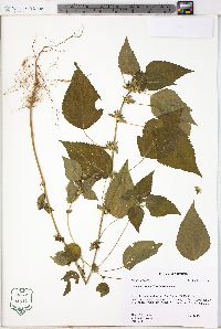 Acalypha deamii image